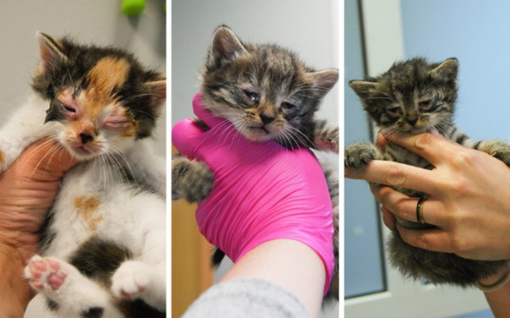 Zbiórka Chore maluszki potrzebują pomocy - zdjęcie główne