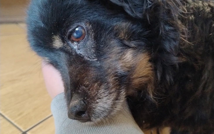 Pies odpoczywający na podłodze, z wyrazem spokoju na twarzy.