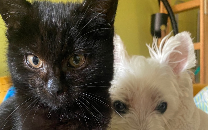 Zbiórka Pokonać FIP - Ratujmy Fifka - zdjęcie główne