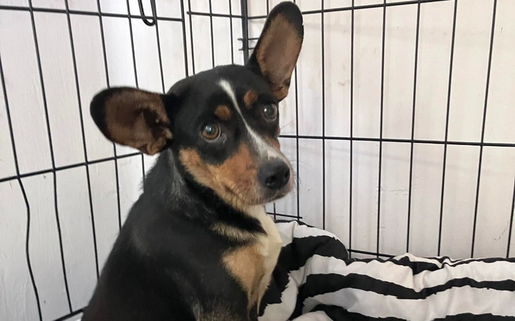 Zbiórka Na pomoc suni i szczeniakom - zdjęcie główne