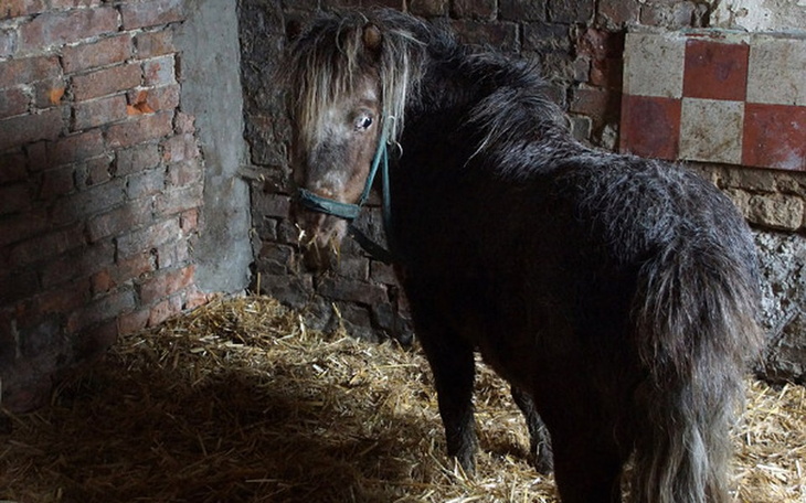 Zbiórka Kruszyna błaga: nie zapominajcie - zdjęcie główne