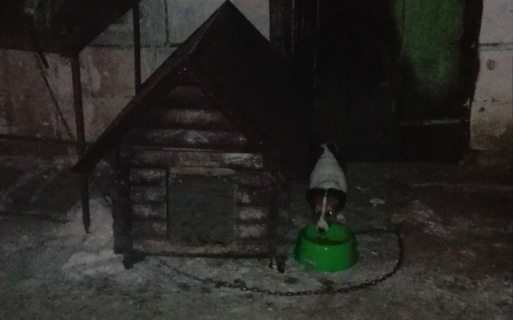 Zbiórka Wiejskie pieski - zdjęcie główne