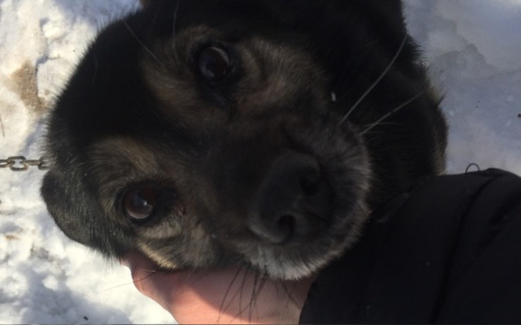 Zbiórka Pomóż Amorowi w walce o zdrowie! - zdjęcie główne