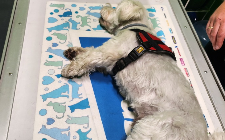 Zbiórka Na operacje zerwanego więzadła - zdjęcie główne