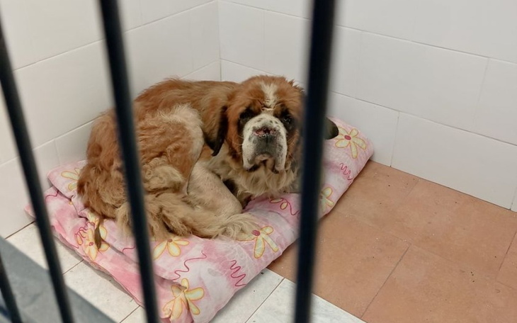 Stary pies w schronisku, leżący na poduszce.