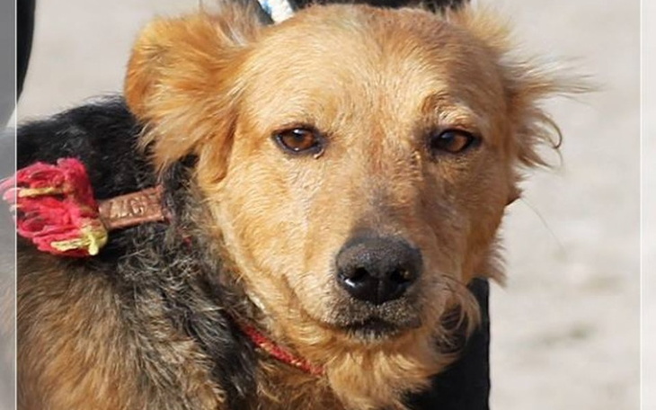 Zbiórka Gala z Radys chce do domu - zdjęcie główne