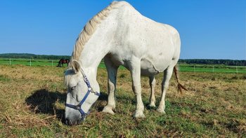 Zbiórka Uratujmy klacz Fatimę - miniaturka zdjęcia