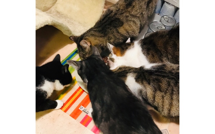 Cztery koty jedzące z miski na kolorowym dywaniku.