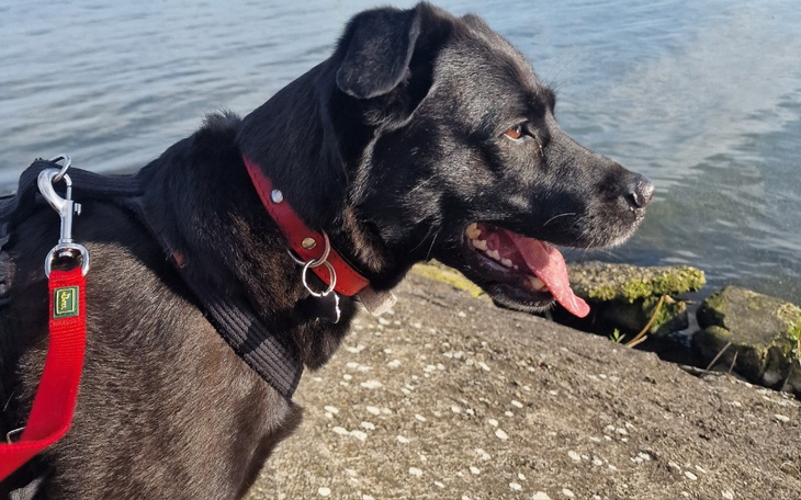 Zbiórka Arya pilnie potrzebuje pomocy - zdjęcie główne