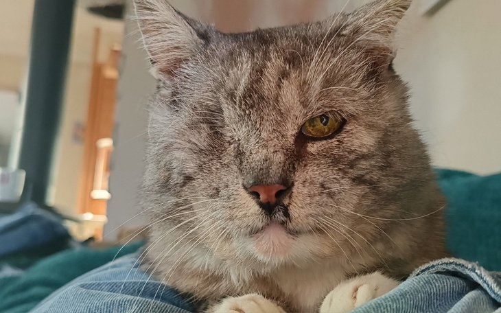 Kot z jednym okiem, leżący na kolanach, z wyrazem spokojnym.