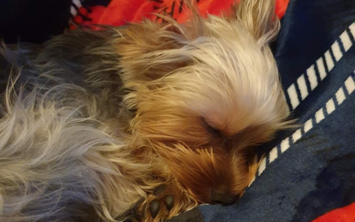 Zbiórka Operacja psa rzepka pilne - zdjęcie główne