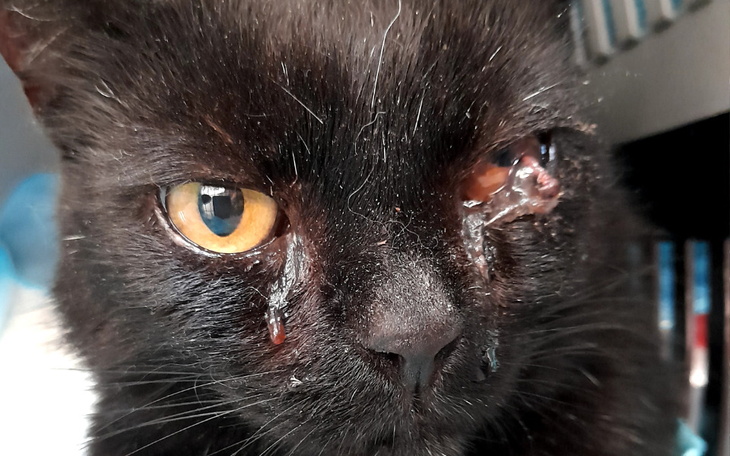 Czarny kot z uszkodzeniem oka, patrzący w obiektyw.