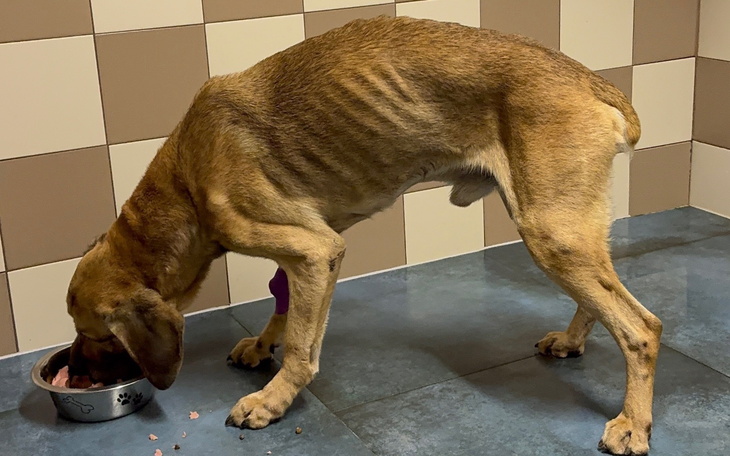 Chudy pies jedzący z miski w schronisku.