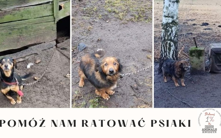 Zbiórka Uratowane z łańcuchów - zdjęcie główne