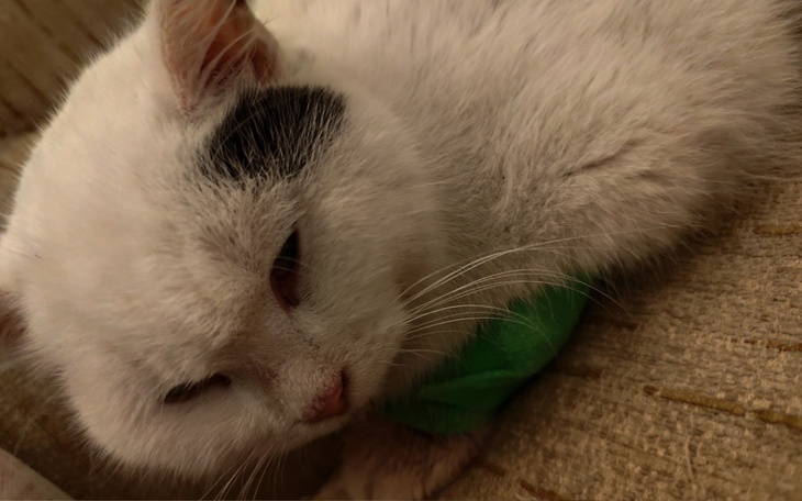 Kot leżący na kanapie, z zielonym materiałem obok.