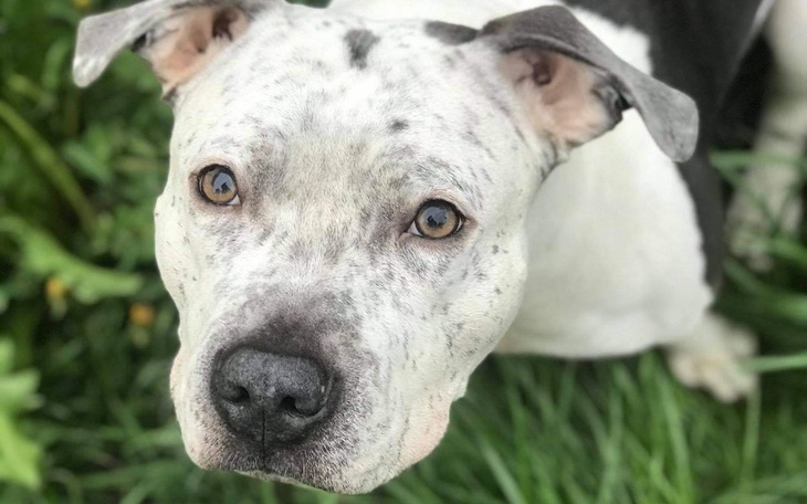 Zbiórka Operacja stawu biodrowego Hadesa - zdjęcie główne