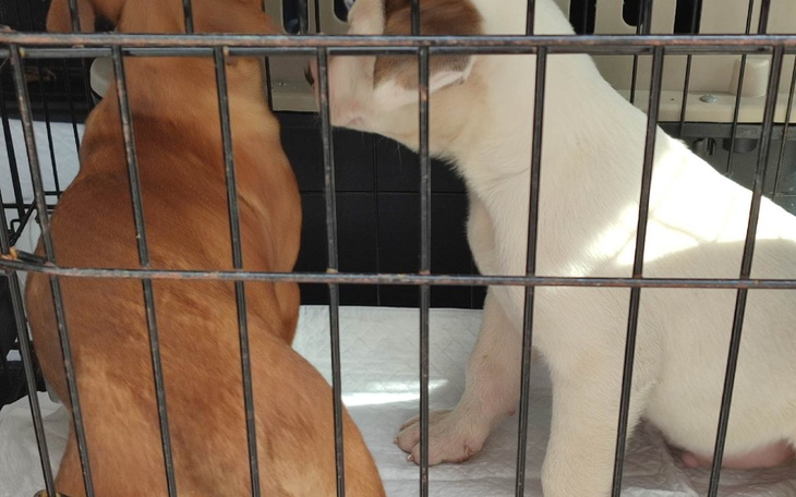 Zbiórka Na transport dla szczeniąt - zdjęcie główne