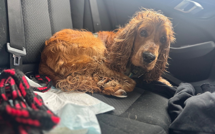 Pies w samochodzie, mokry po deszczu.