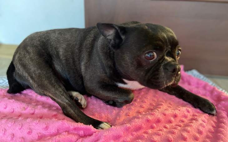 Zbiórka Frutella z pseudohodowli prosi - zdjęcie główne