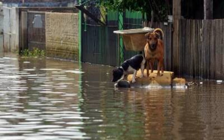 Zbiórka Zwierzęta SOS - powódź 2024 - zdjęcie główne