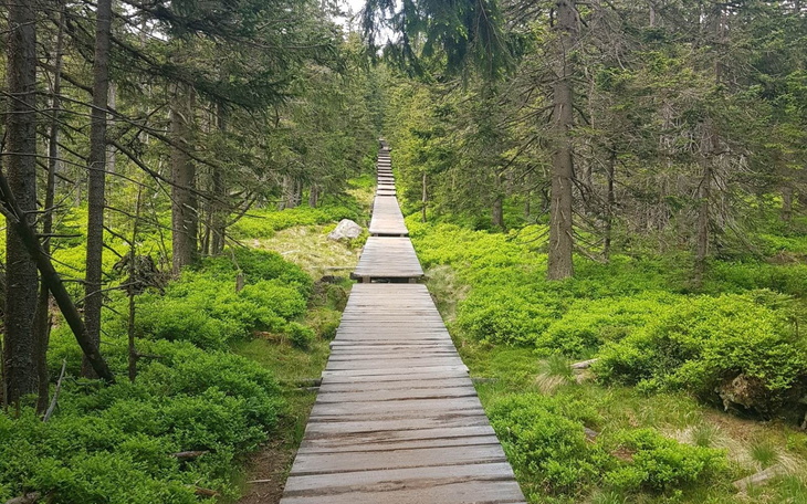 Drewniana ścieżka w lesie, otoczona zielonymi krzewami.