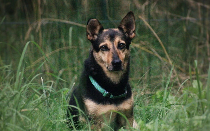 Pies siedzący w trawie, patrzący w obiektyw.