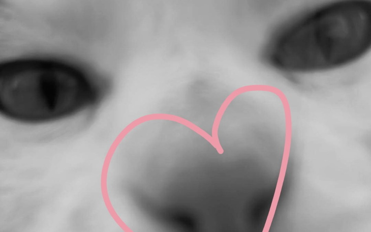 Zbiórka Pomoc dla kotka Pierożka - zdjęcie główne