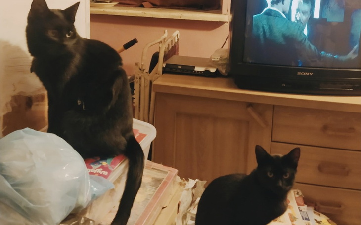 Zbiórka Misia i Maluszki -weterynarz - zdjęcie główne