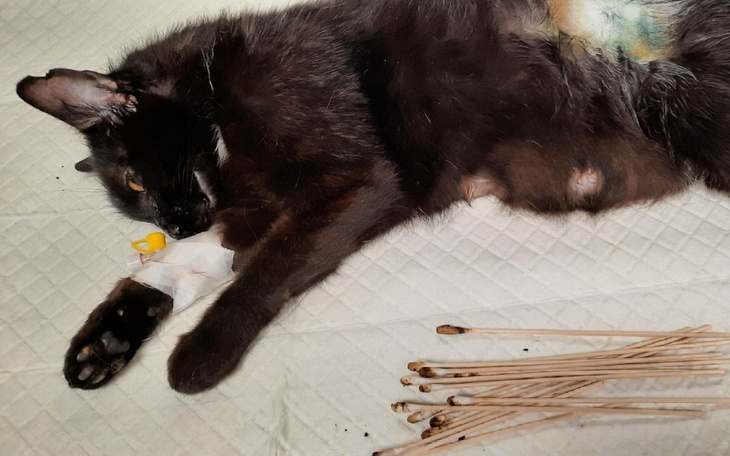 Zbiórka Kotka po kastracji świerzbowiec - zdjęcie główne