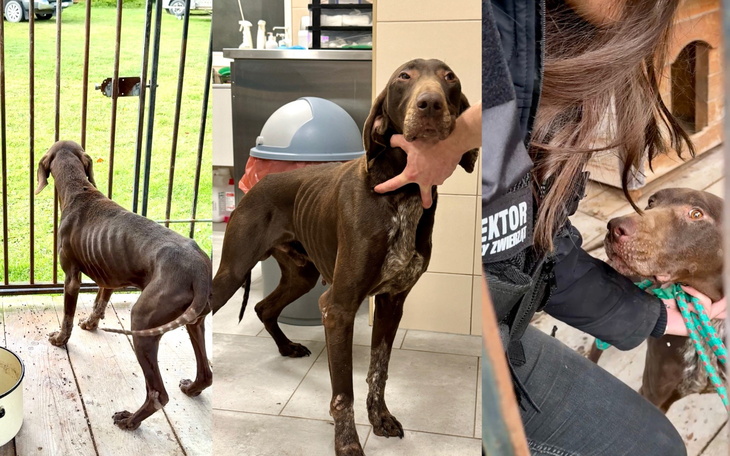 Dwa psy w schronisku, jeden z nich trzymany na smyczy.