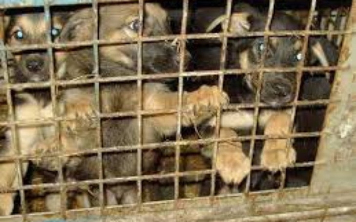 Zbiórka psiaki ze schroniska - zdjęcie główne