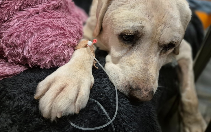 Zbiórka Drugie umieranie Robusia - zdjęcie główne