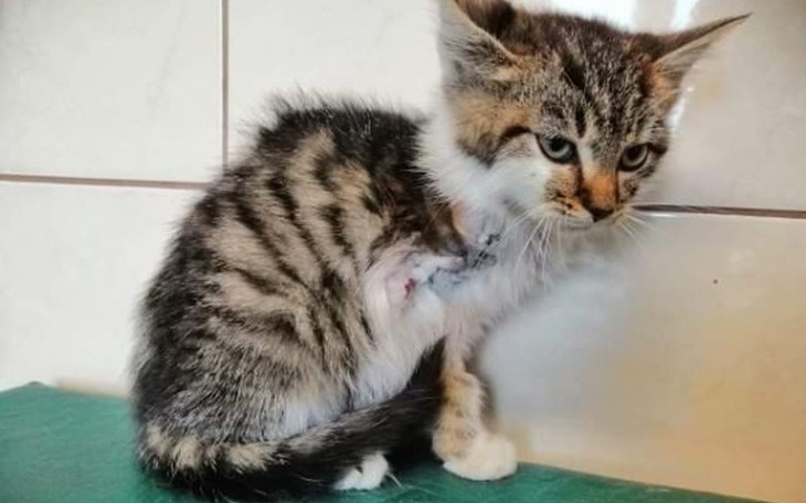 Zbiórka Lila- kocie dziecko na 3 łapkach - zdjęcie główne