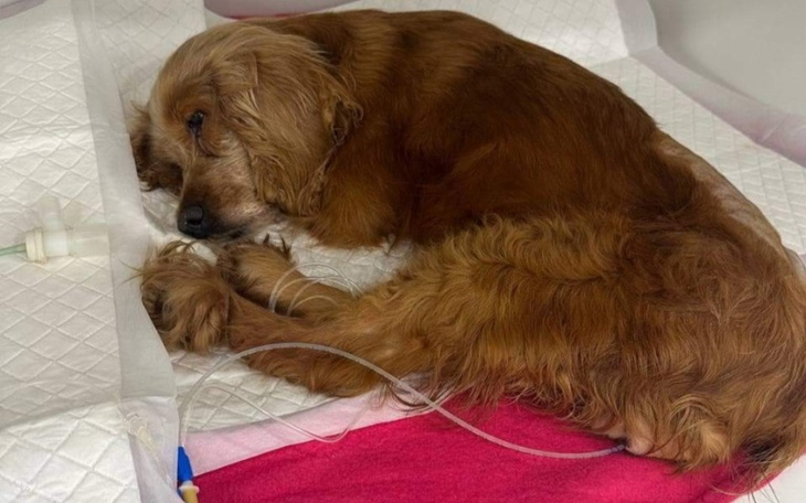 Zbiórka pomóż uratować suczke - zdjęcie główne