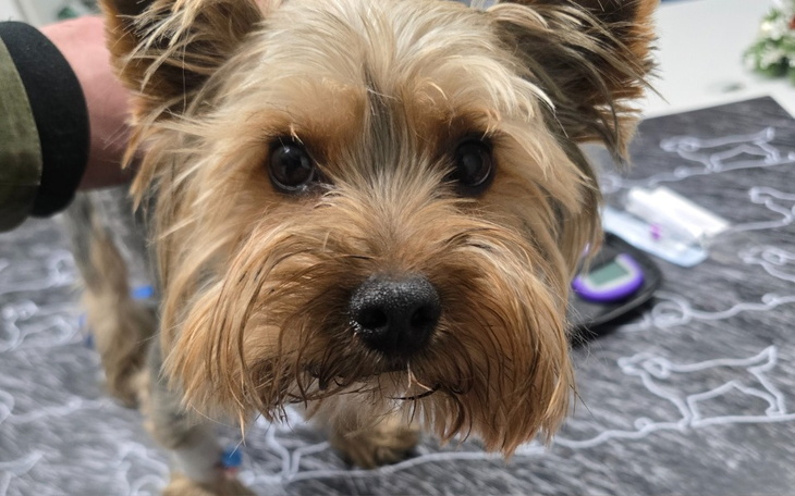 Zbiórka Leczenie KAJTUSIA -PARWOWIROZA - zdjęcie główne