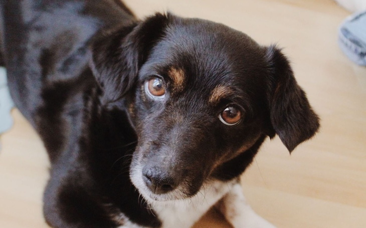 Zbiórka URATUJMY Kulkę - zdjęcie główne