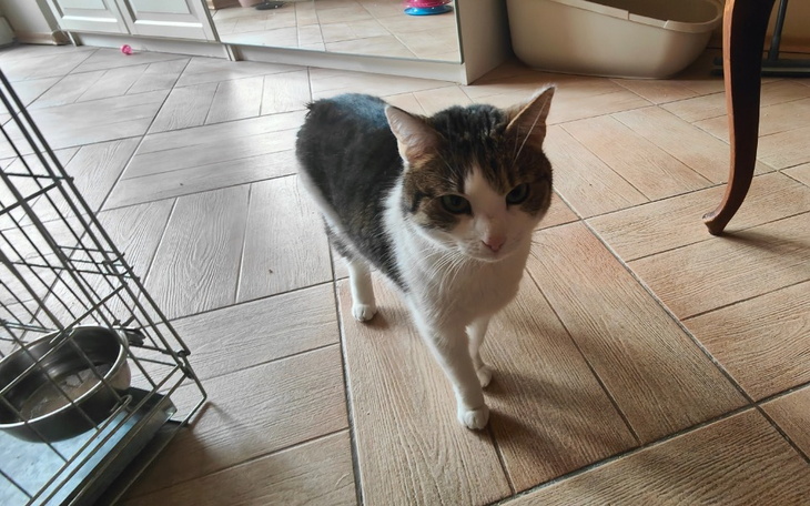 Kot spacerujący po pomieszczeniu, z ciekawym spojrzeniem.