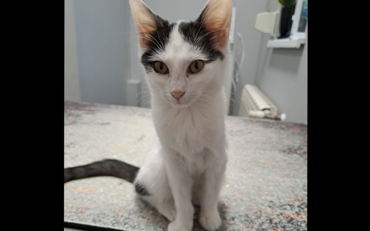 Zbiórka Śmiertelny wirus mnie zabija - zdjęcie główne