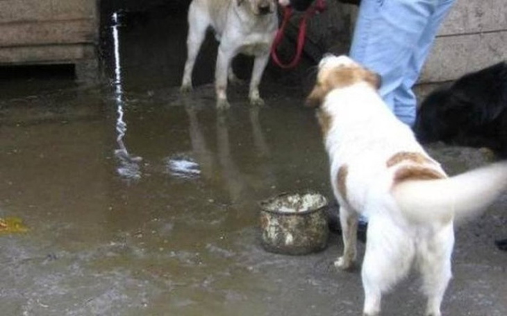 Zbiórka Na schronisko w Stargardzie - zdjęcie główne