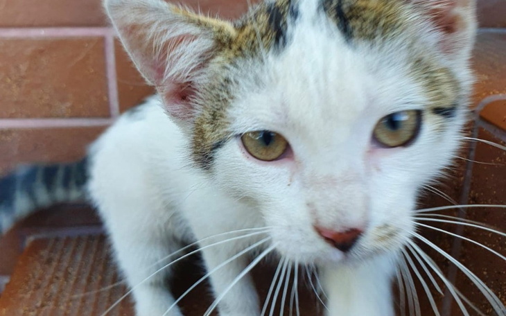 Zbiórka Ratujemy Maćka - zdjęcie główne