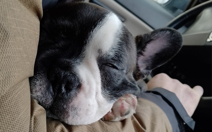 Zbiórka Operacja Fajfika - zdjęcie główne