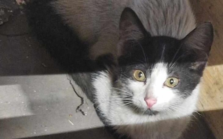 Zbiórka Zbiórka na pomoc dla kociaka - zdjęcie główne