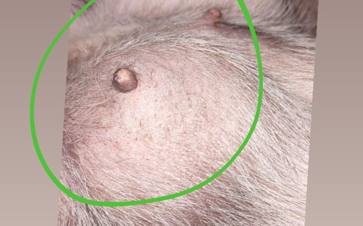 Zbiórka Mops kontra guz - zdjęcie główne