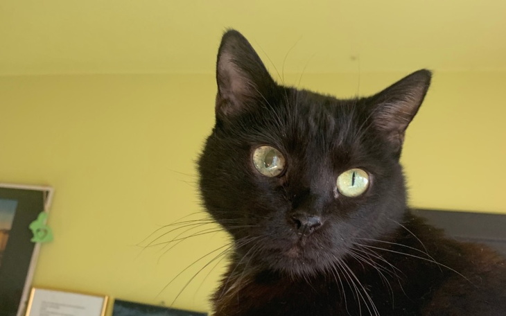 Zbiórka Pomóż mi uratować moją Almę - zdjęcie główne