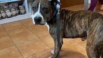 Zbiórka On ma 4 lata - senior Fokus - miniaturka zdjęcia