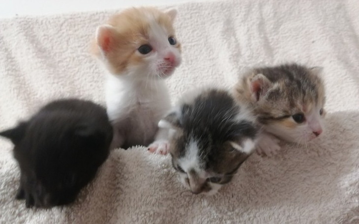 Zbiórka Mama z działek - zdjęcie główne