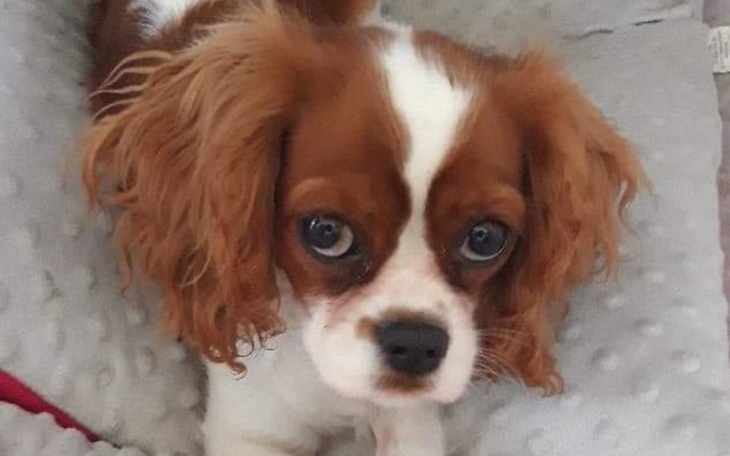 Zbiórka Zbieramy na uśmiech mamy - zdjęcie główne