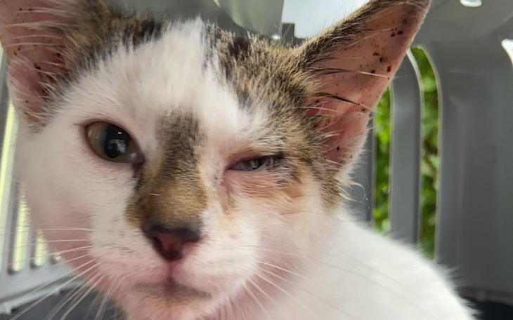 Zbiórka Operacja oka Simby - zdjęcie główne