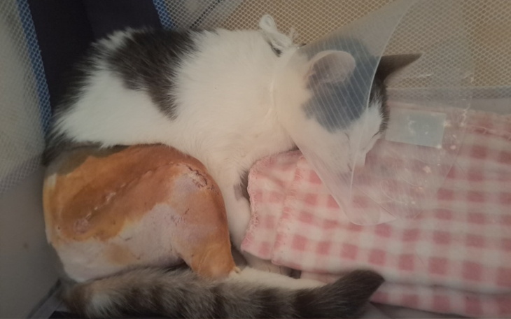 Zbiórka Połamana łapka Simby - zdjęcie główne