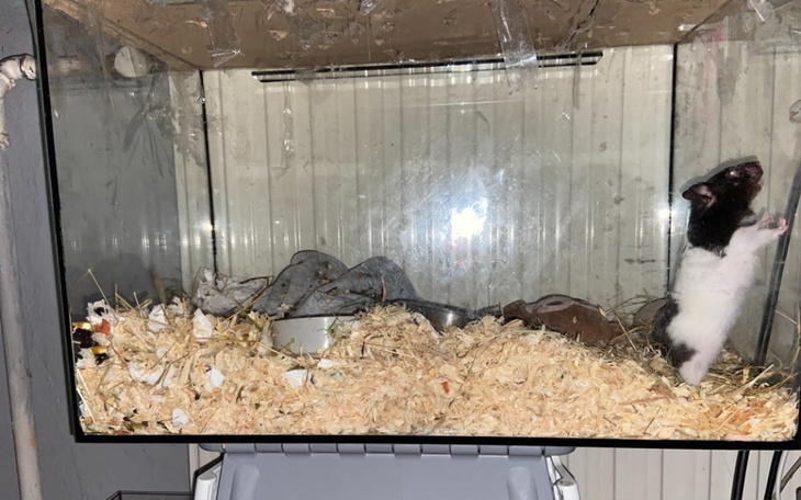 Zbiórka Na poprawienie warunków chomika - zdjęcie główne